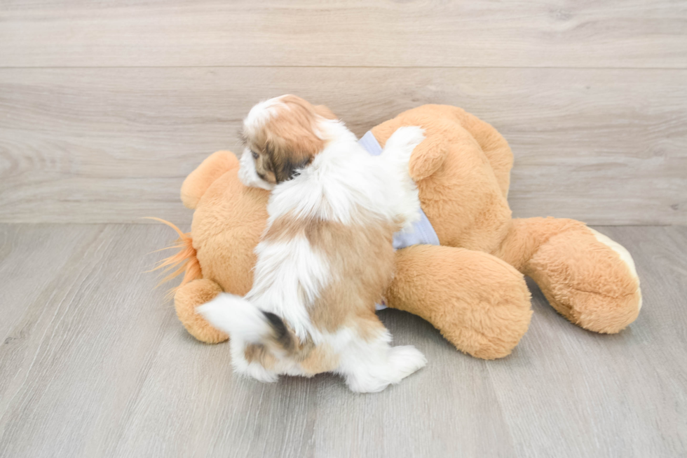 Smart Teddy Bear Designer Pup