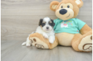 Petite Teddy Bear Designer Pup