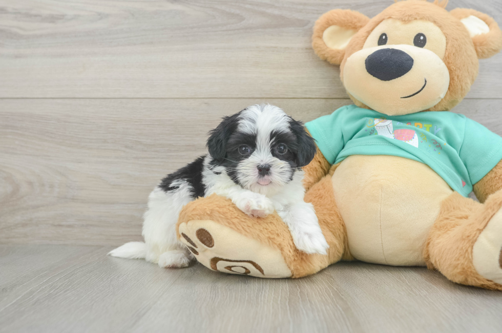 6 week old Teddy Bear Puppy For Sale - Windy City Pups