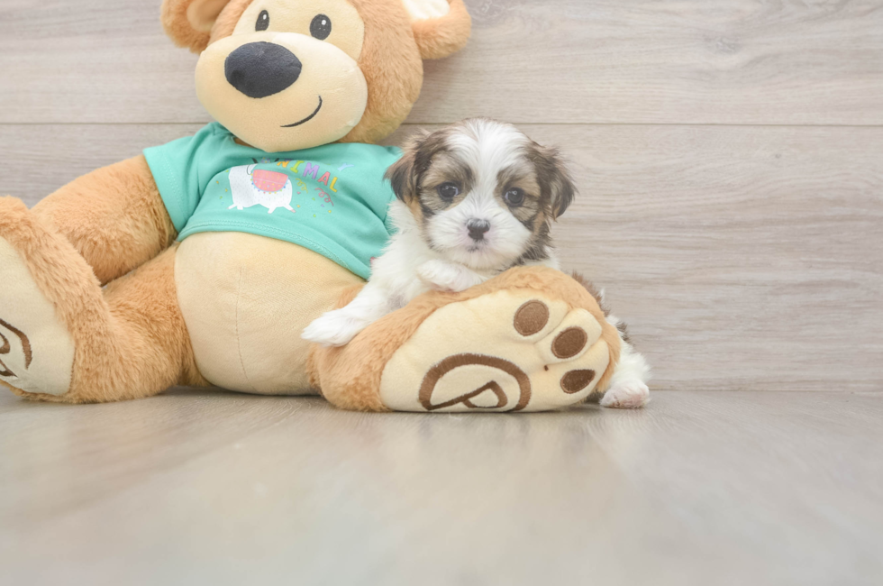 5 week old Teddy Bear Puppy For Sale - Windy City Pups