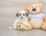 8 week old Teddy Bear Puppy For Sale - Windy City Pups