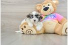 Teddy Bear Puppy for Adoption