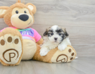 9 week old Teddy Bear Puppy For Sale - Windy City Pups