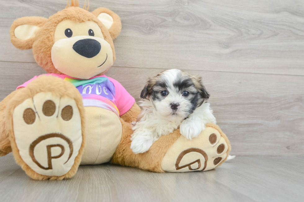 7 week old Teddy Bear Puppy For Sale - Windy City Pups