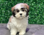 9 week old Teddy Bear Puppy For Sale - Windy City Pups