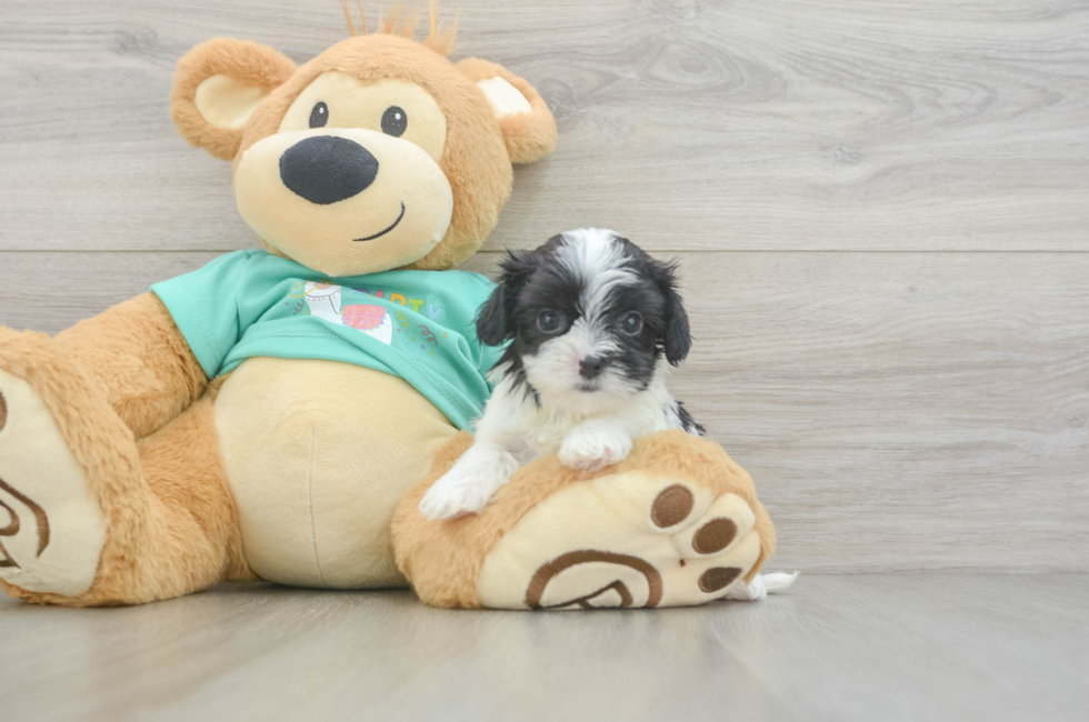 6 week old Teddy Bear Puppy For Sale - Windy City Pups
