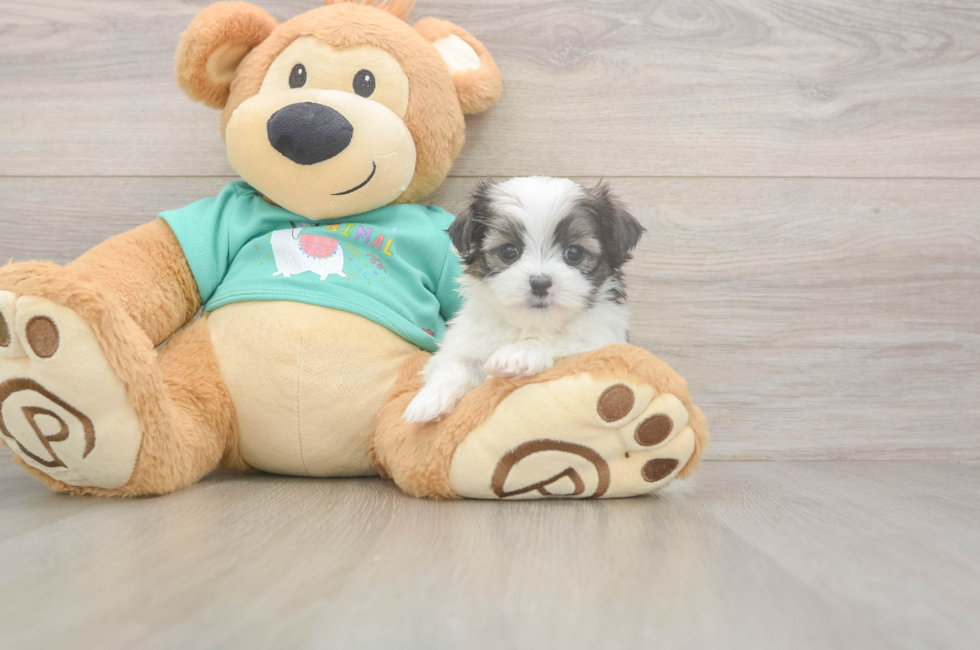 5 week old Teddy Bear Puppy For Sale - Windy City Pups