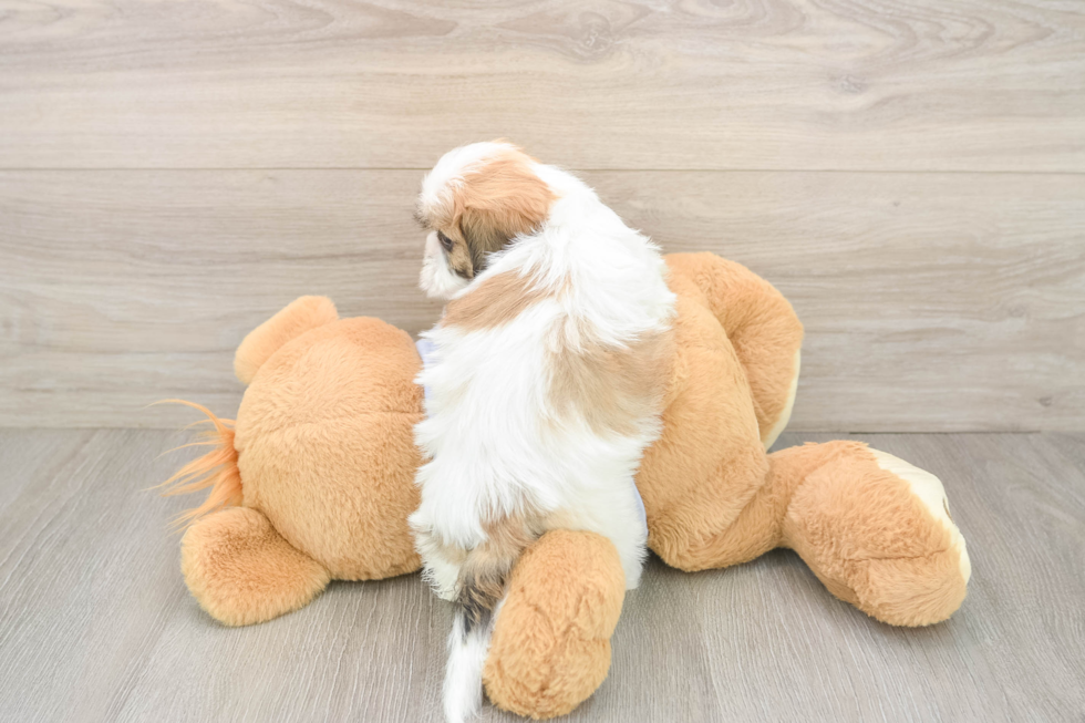 Teddy Bear Puppy for Adoption