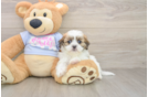 Teddy Bear Pup Being Cute