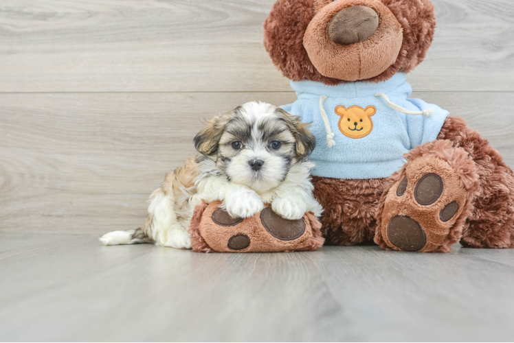 Teddy Bear Puppy for Adoption