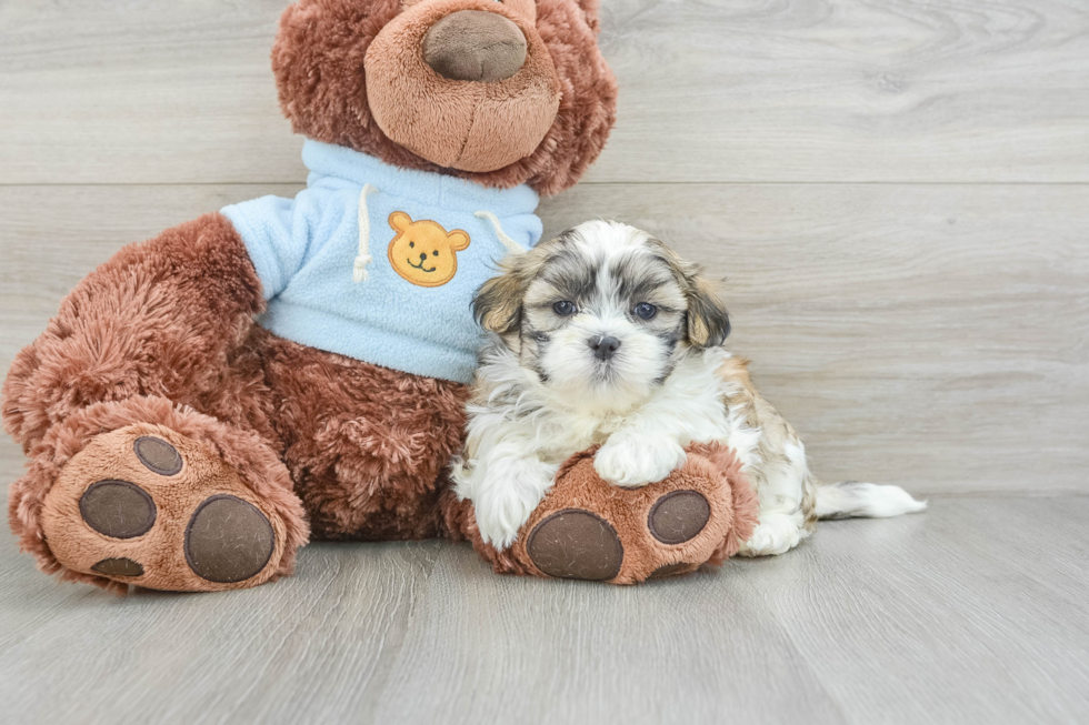 Teddy Bear Puppy for Adoption