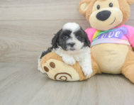 6 week old Teddy Bear Puppy For Sale - Windy City Pups