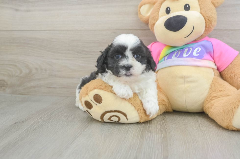 6 week old Teddy Bear Puppy For Sale - Windy City Pups