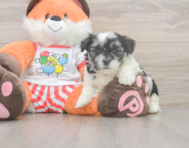 7 week old Teddy Bear Puppy For Sale - Windy City Pups