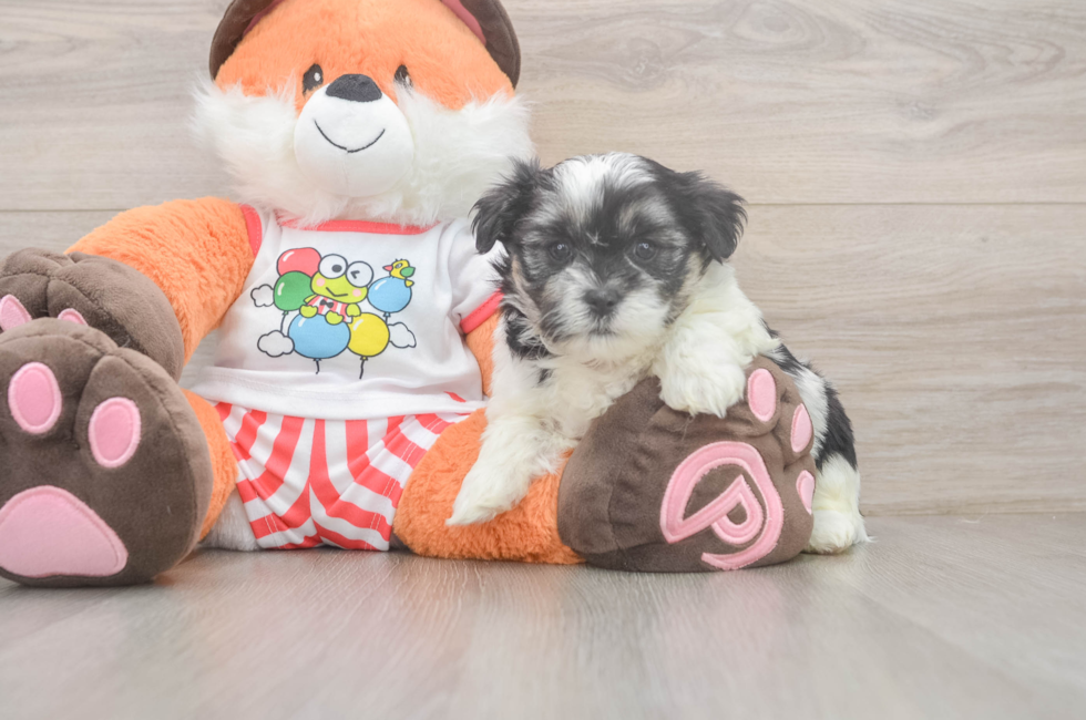 5 week old Teddy Bear Puppy For Sale - Windy City Pups