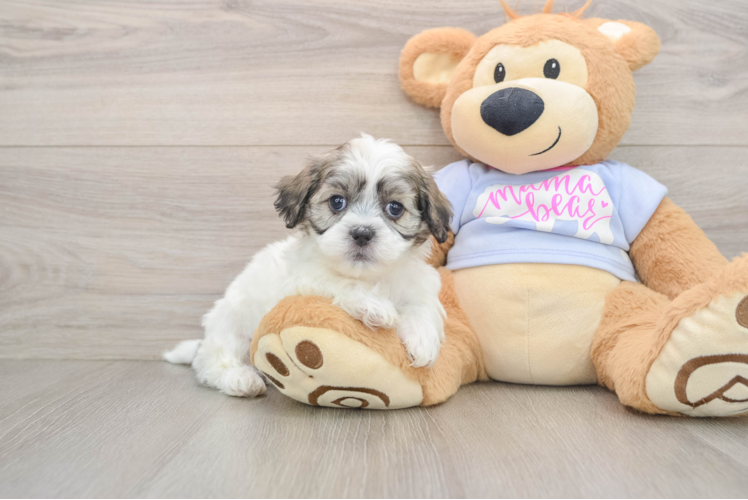 Smart Teddy Bear Designer Pup