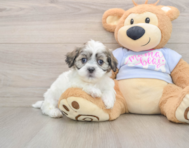 7 week old Teddy Bear Puppy For Sale - Windy City Pups