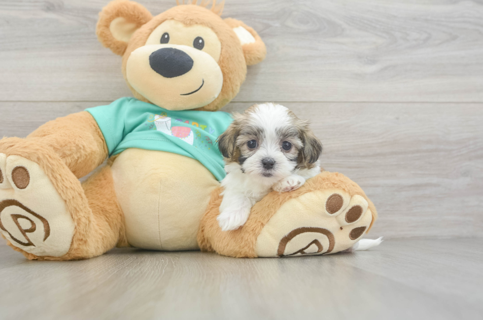 6 week old Teddy Bear Puppy For Sale - Windy City Pups