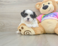 6 week old Teddy Bear Puppy For Sale - Windy City Pups