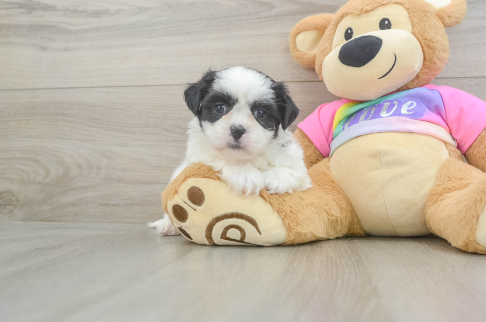6 week old Teddy Bear Puppy For Sale - Windy City Pups