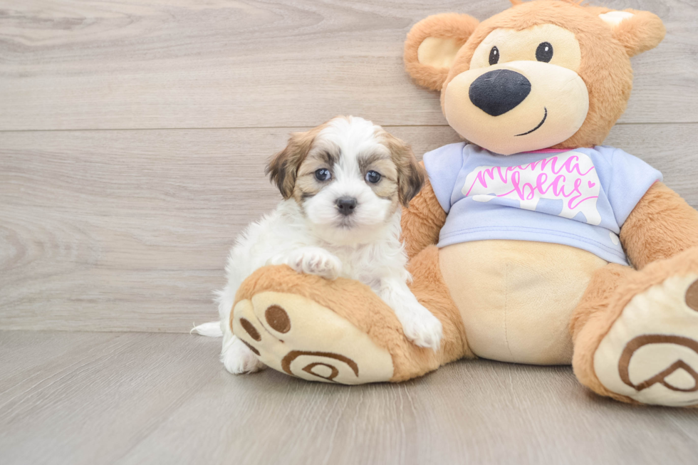 Teddy Bear Pup Being Cute