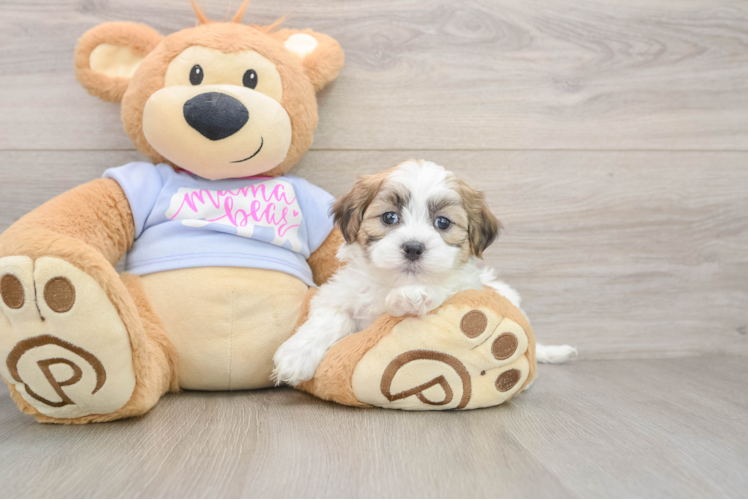 Teddy Bear Pup Being Cute