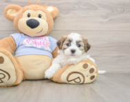7 week old Teddy Bear Puppy For Sale - Windy City Pups