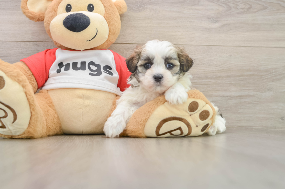 Adorable Shi Chon Designer Puppy