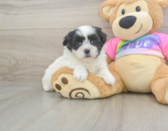 6 week old Teddy Bear Puppy For Sale - Windy City Pups