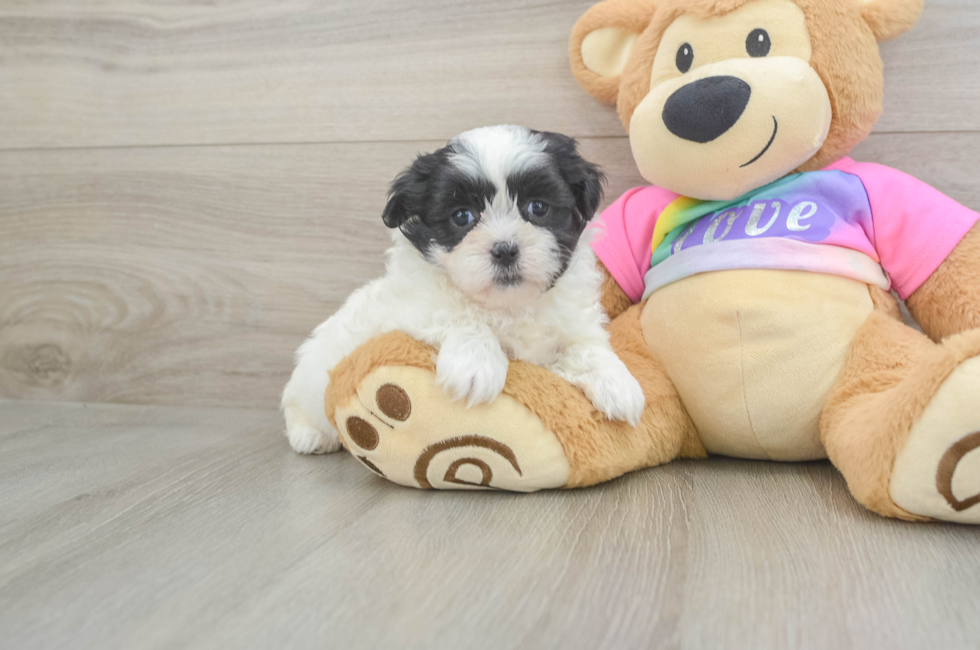 6 week old Teddy Bear Puppy For Sale - Windy City Pups