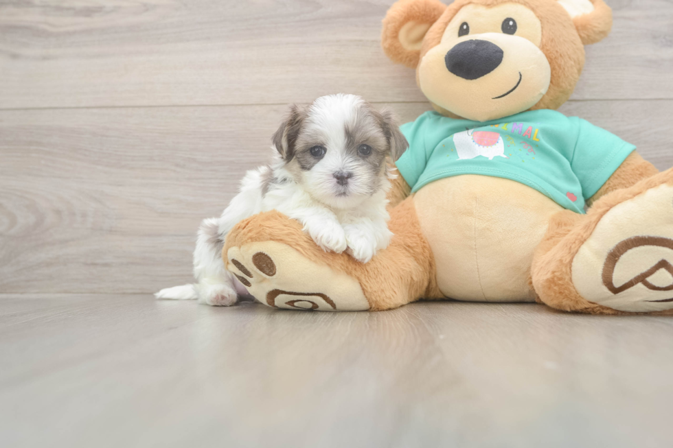 Teddy Bear Puppy for Adoption