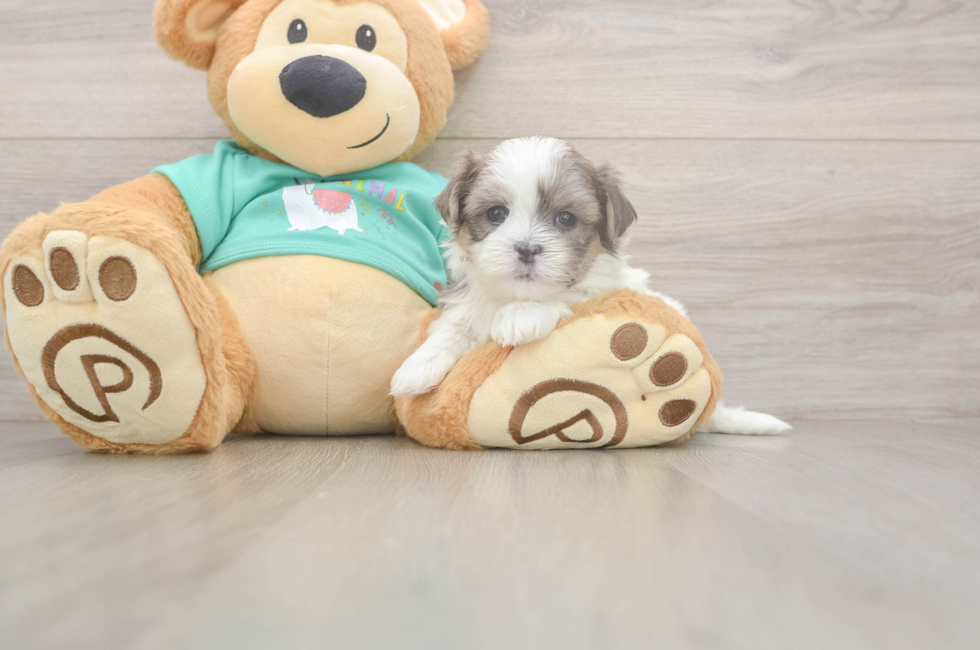 5 week old Teddy Bear Puppy For Sale - Windy City Pups