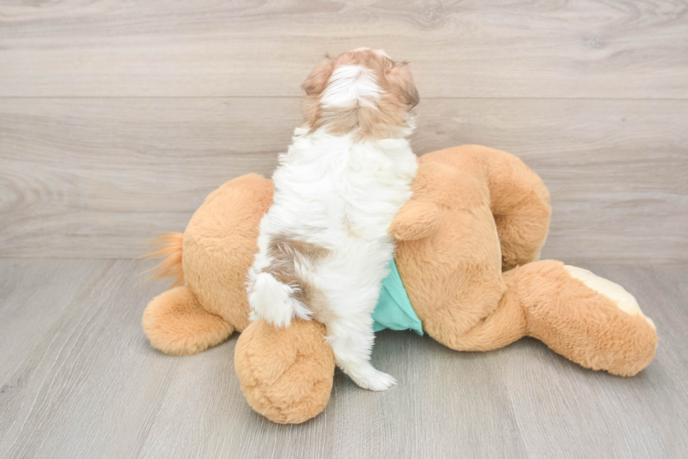 Cute Teddy Bear Baby