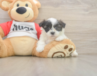 8 week old Teddy Bear Puppy For Sale - Windy City Pups