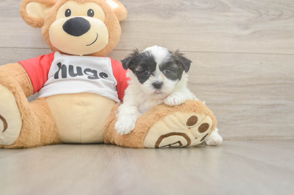 6 week old Teddy Bear Puppy For Sale - Windy City Pups