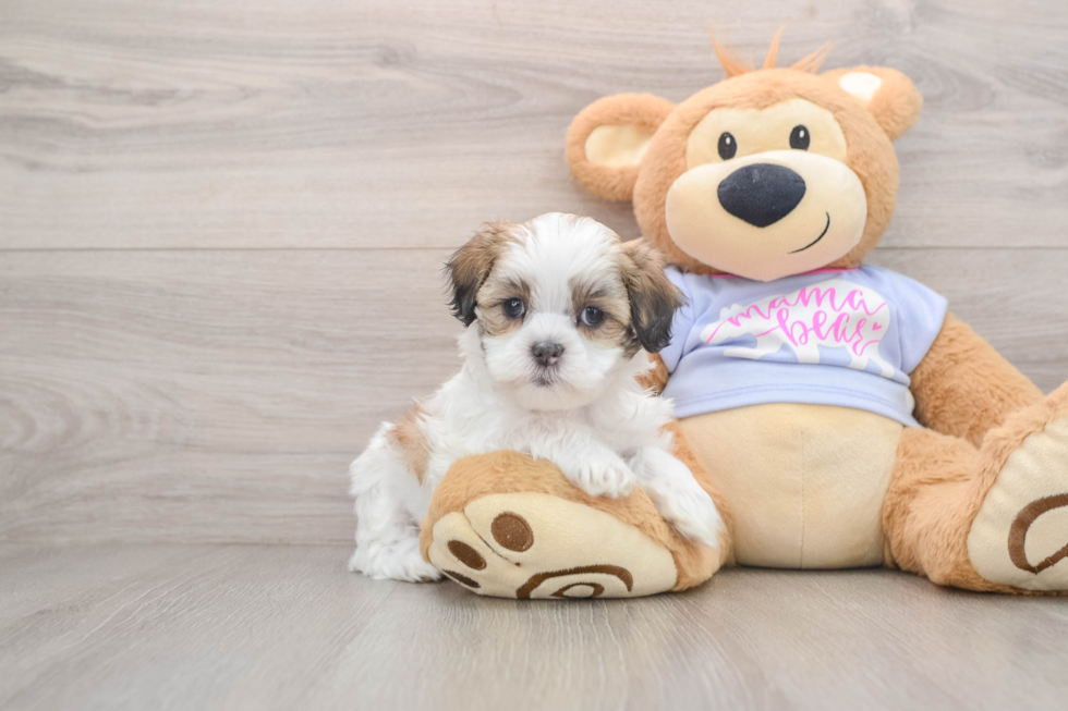 Best Teddy Bear Baby