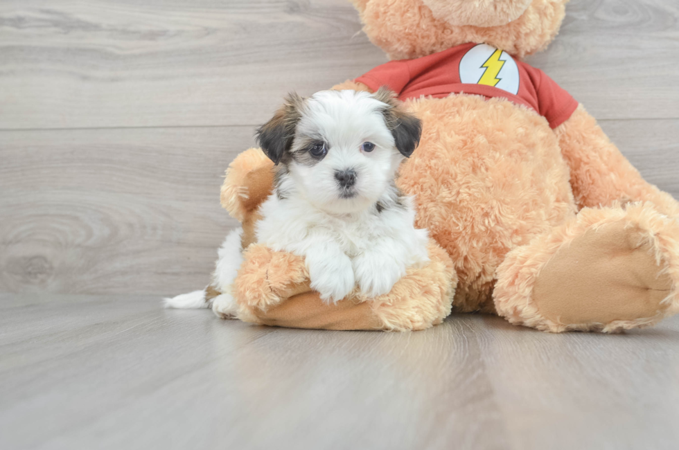 5 week old Teddy Bear Puppy For Sale - Windy City Pups