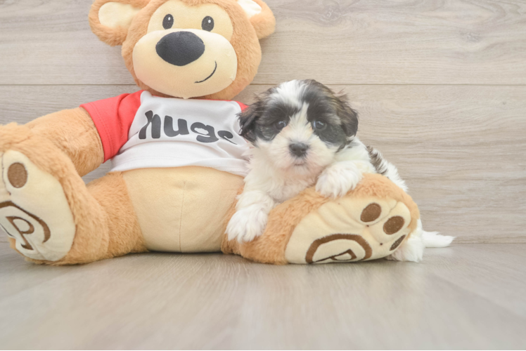 Cute Teddy Bear Baby
