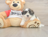 9 week old Teddy Bear Puppy For Sale - Windy City Pups