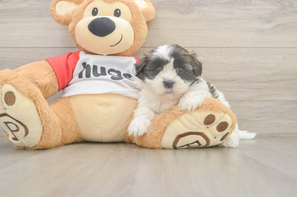 6 week old Teddy Bear Puppy For Sale - Windy City Pups