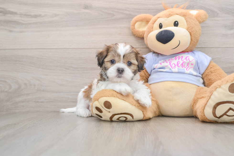 Teddy Bear Pup Being Cute