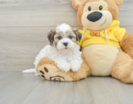 7 week old Teddy Bear Puppy For Sale - Windy City Pups