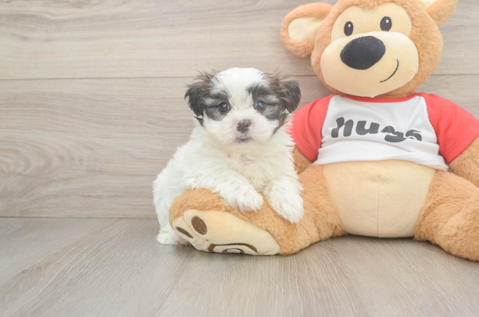 6 week old Teddy Bear Puppy For Sale - Windy City Pups