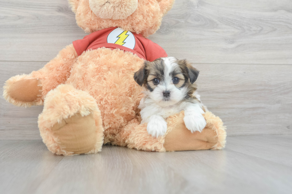 5 week old Teddy Bear Puppy For Sale - Windy City Pups