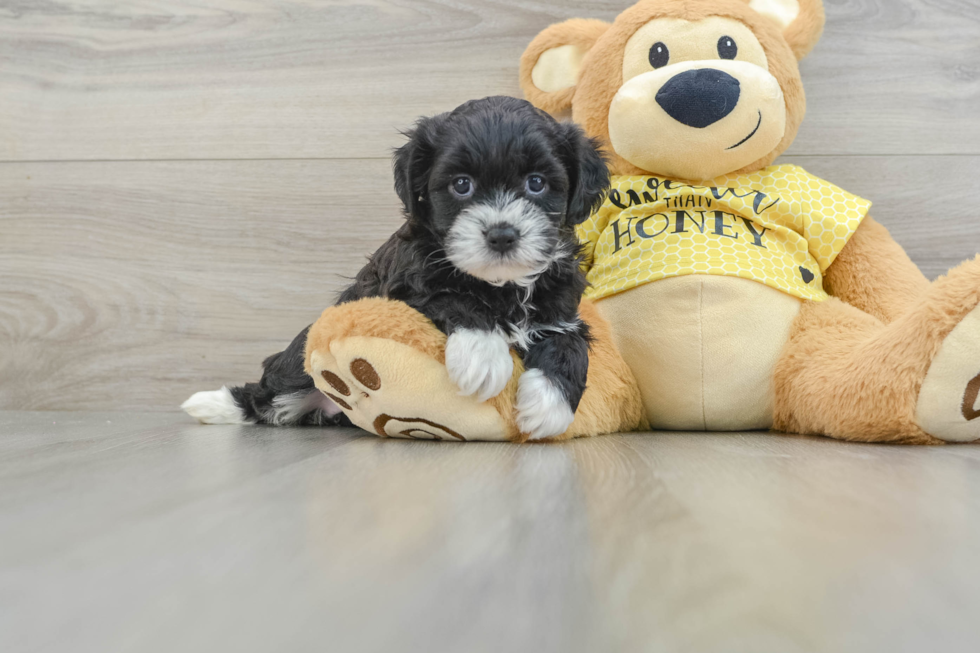 Teddy Bear Puppy for Adoption