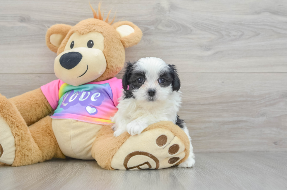 7 week old Teddy Bear Puppy For Sale - Windy City Pups