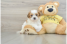 Teddy Bear Puppy for Adoption