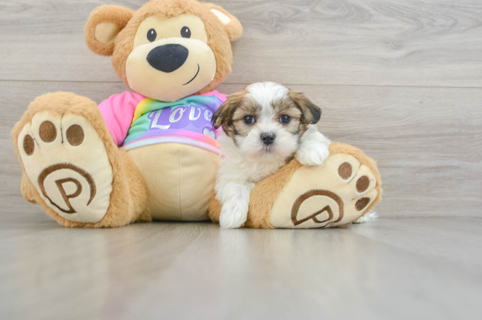 6 week old Teddy Bear Puppy For Sale - Windy City Pups