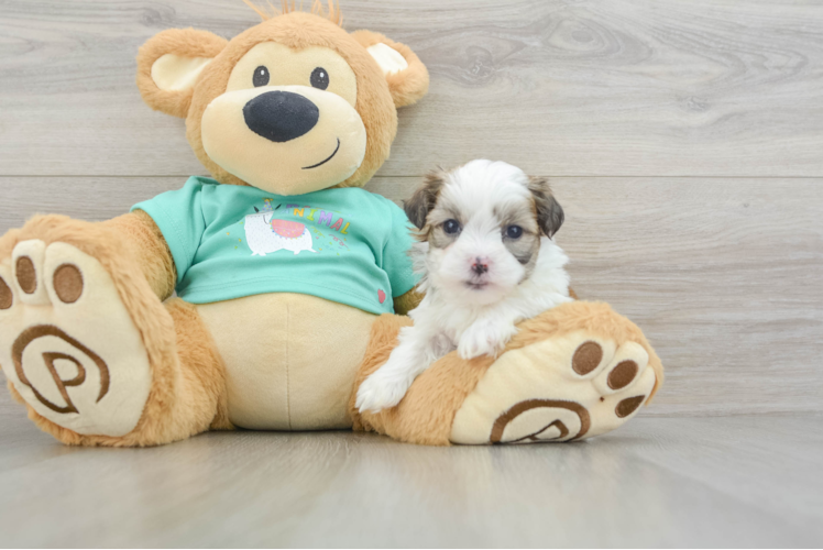 Best Teddy Bear Baby