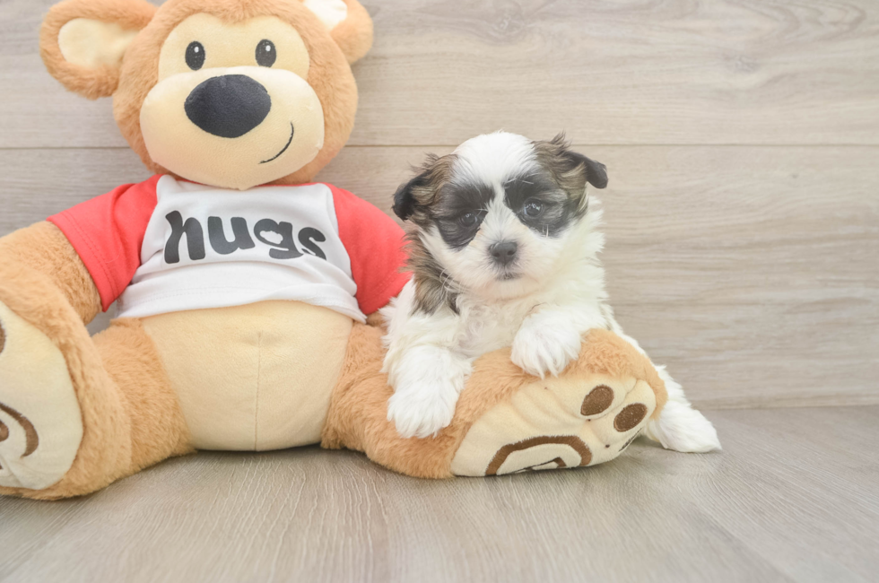 6 week old Teddy Bear Puppy For Sale - Windy City Pups